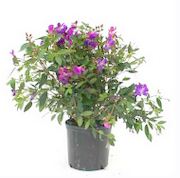 Tibouchina Bush